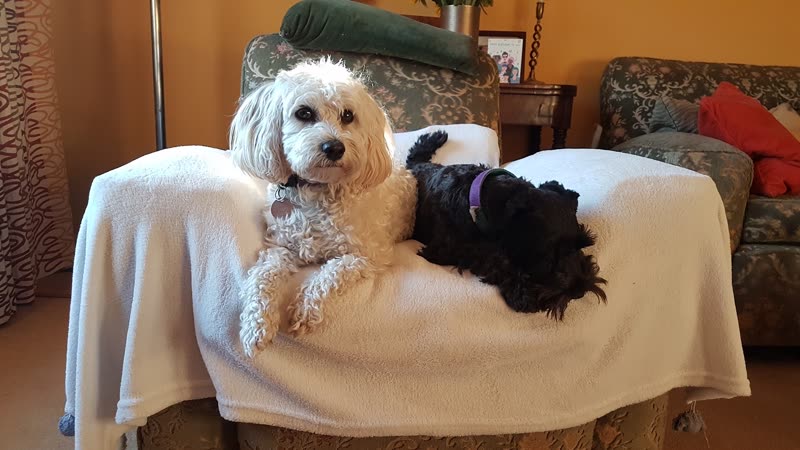 A cream cockapoo and a small black dog lying together on a blanket over the sofa in a warm living room