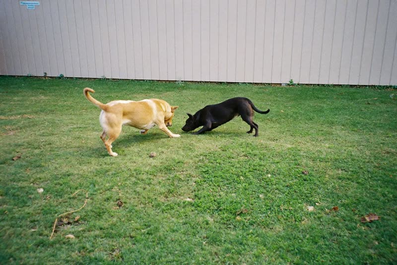 Two dogs playing together on the lawn of a back garden