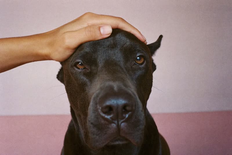 A hand gently stroking a dog's head