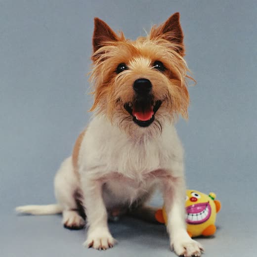 A small terrier sitting up with a soft toy