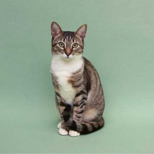 A cat sitting calmly, tail curled around its paws